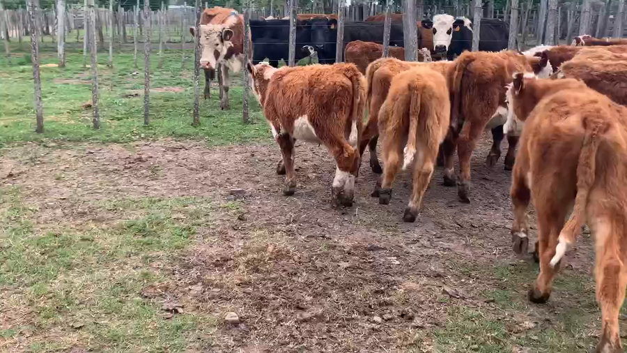 Lote 23 Terneros en Melo, Cerro Largo
