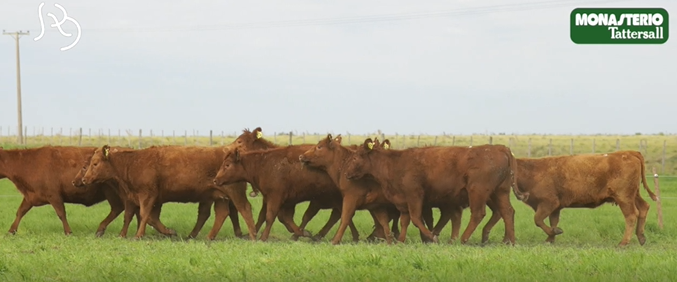 Lote VIENTRES PREÑADOS(CORRAL 42)