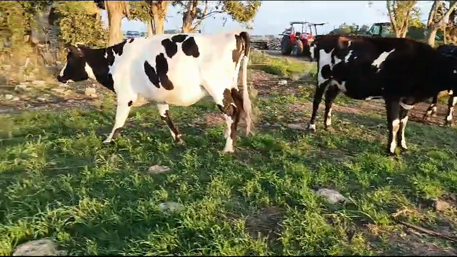 Lote 3 Vaquillonas  Kiwi a remate en Pantalla Camy en Liberta