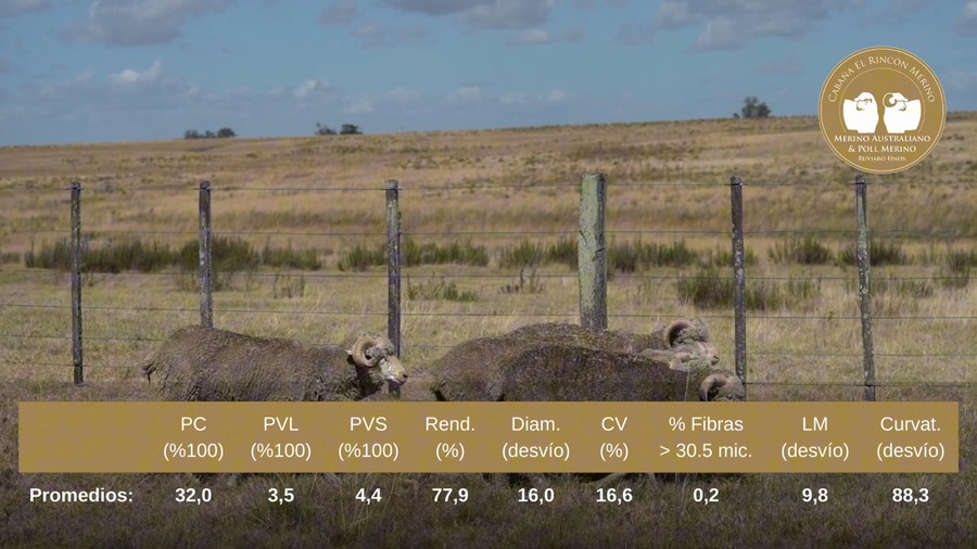 Lote Carneros de campo