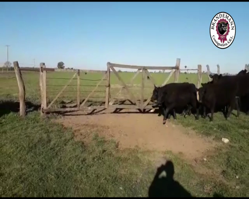 Lote 12 Terneras de 170 Kg