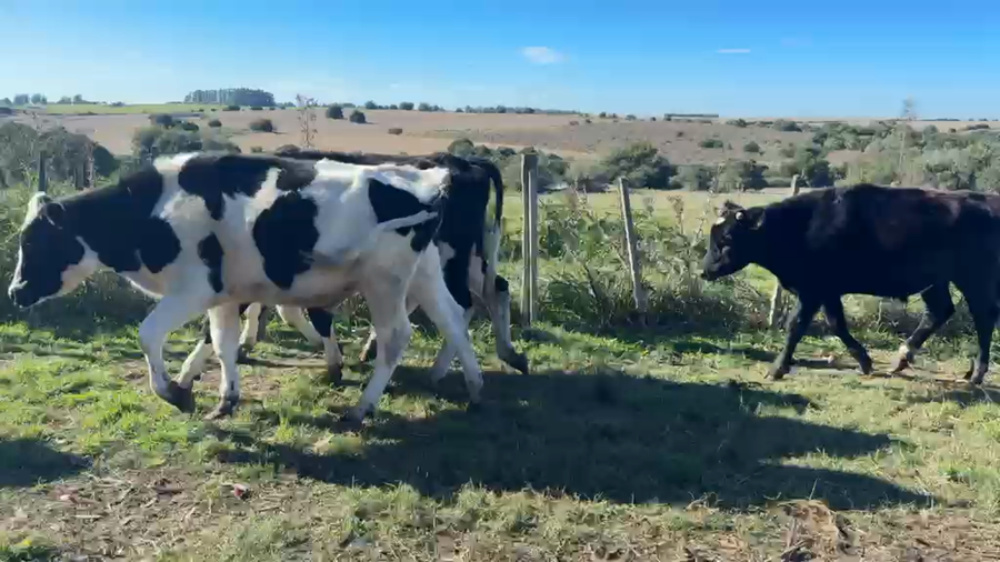 Lote NOVILLOS 1 a 2 AÑOS