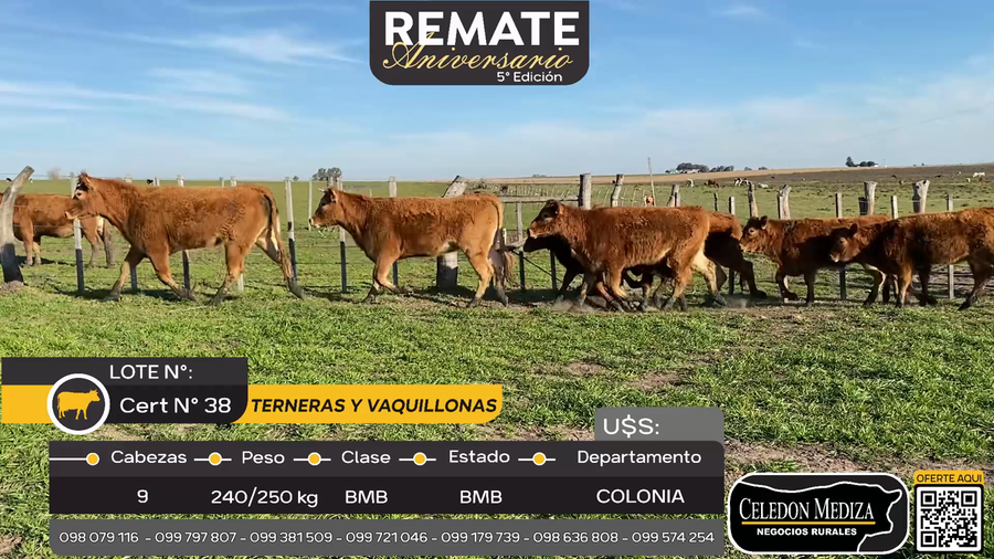 Lote Terneras y vaquillonas