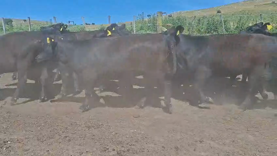 Lote 31 Vaquillonas preñadas