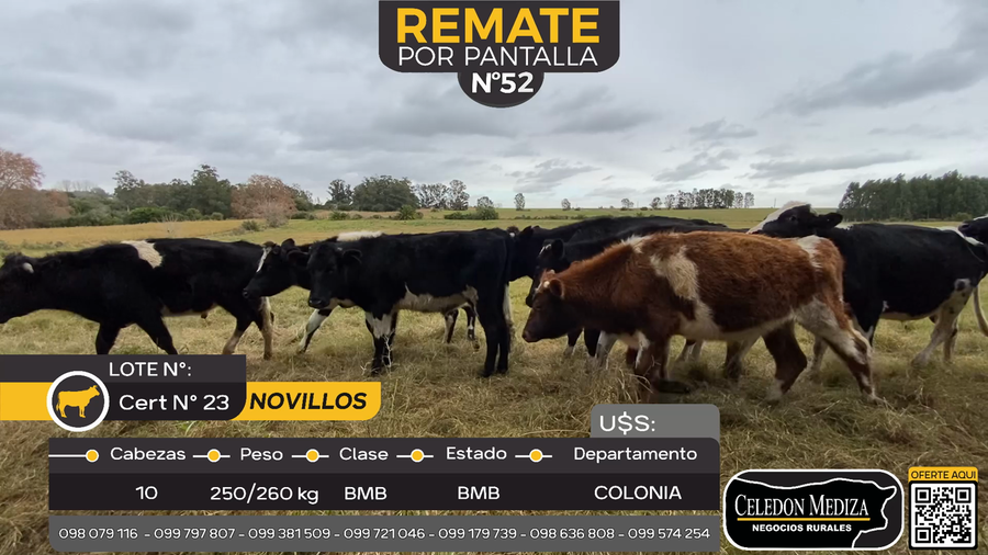 Lote 10 Novillos en Rosario, Colonia