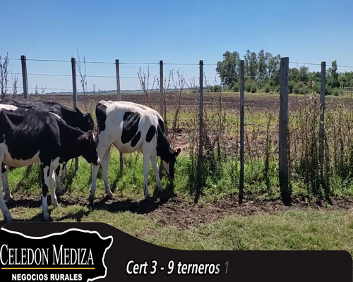 Lote (Vendido)9 Terneros Holando 8 HO,  1 KIWI a remate en 14 remate por pantalla - Celedón 184kg - , Colonia