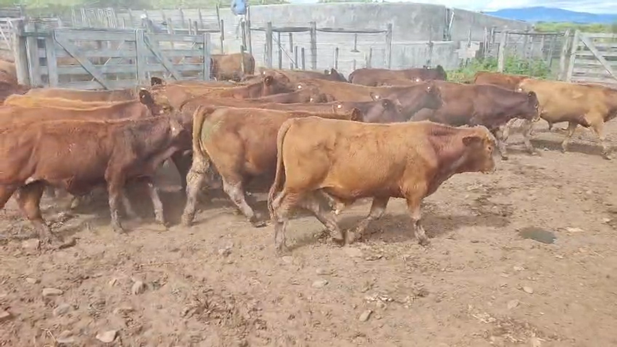Lote 31 Terneros/as en Salta, Guachipas
