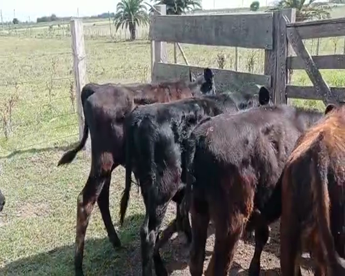 Lote 5 Terneros CRUZAS a remate en Pantalla Camy 140kg - , San José