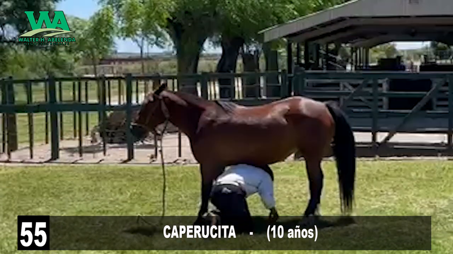 Lote CAPERUCITA 