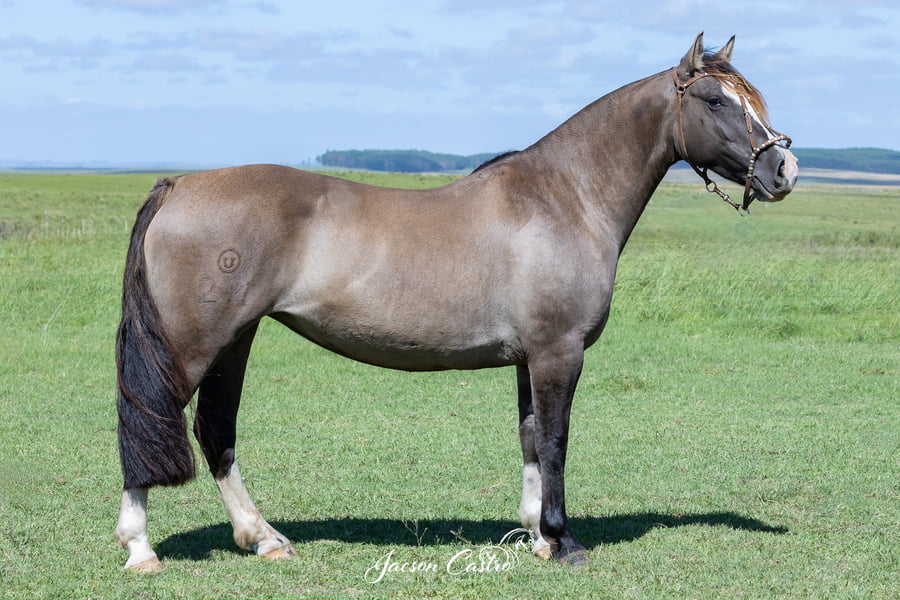 Lote Aguatera De Los Recuerdos