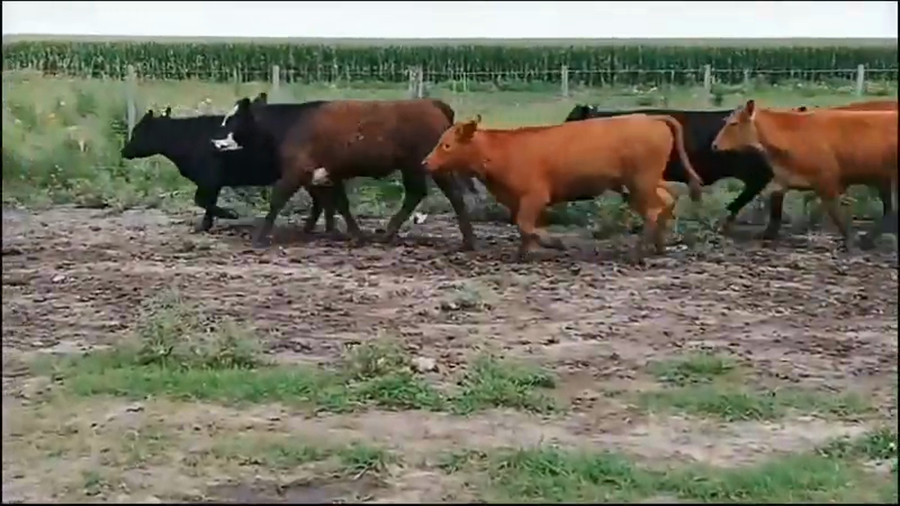 Lote 70 Terneros/as en Federal, Entre Ríos