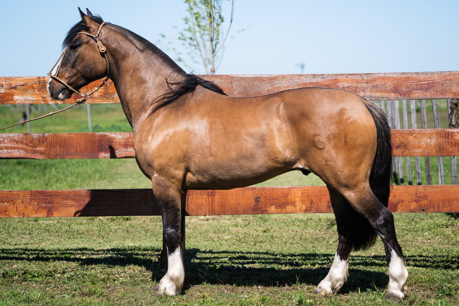 Lote CERRO CHENQUE PILERO