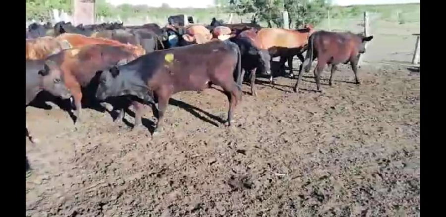 Lote 70 Terneros en Villaguay, Entre Ríos