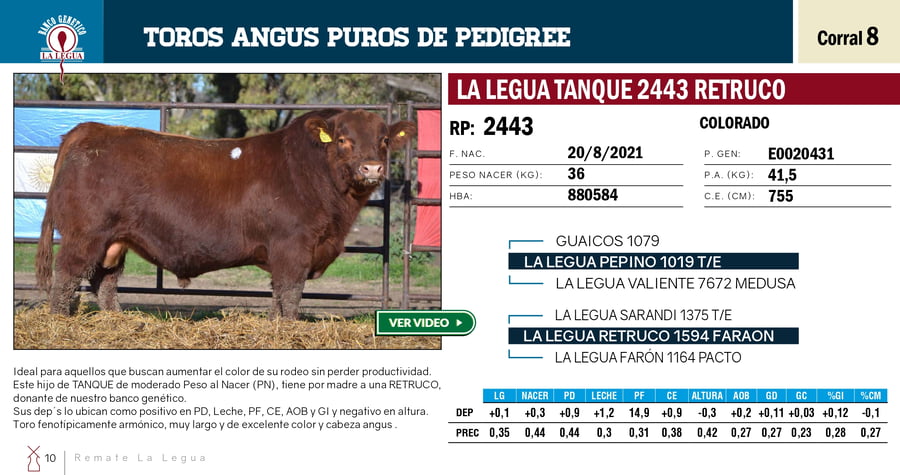 Lote TOROS PP