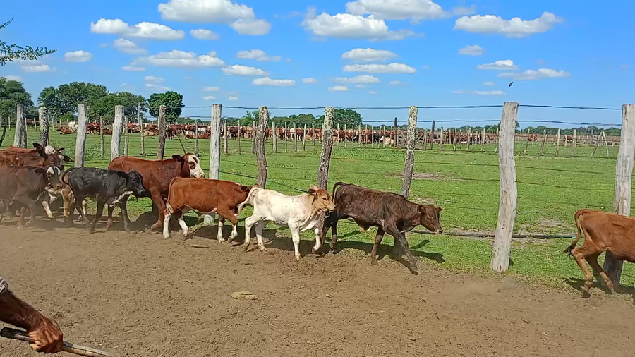 Lote 70 Vacas usadas paridas