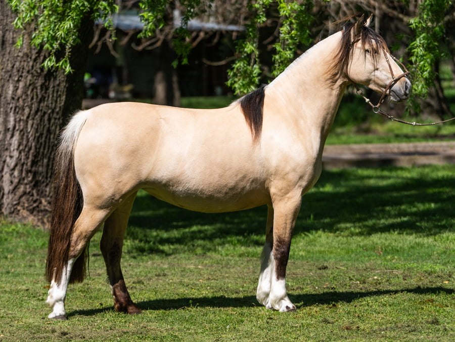 Lote Yanca Quimei
