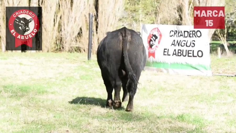 Lote 1 Toro