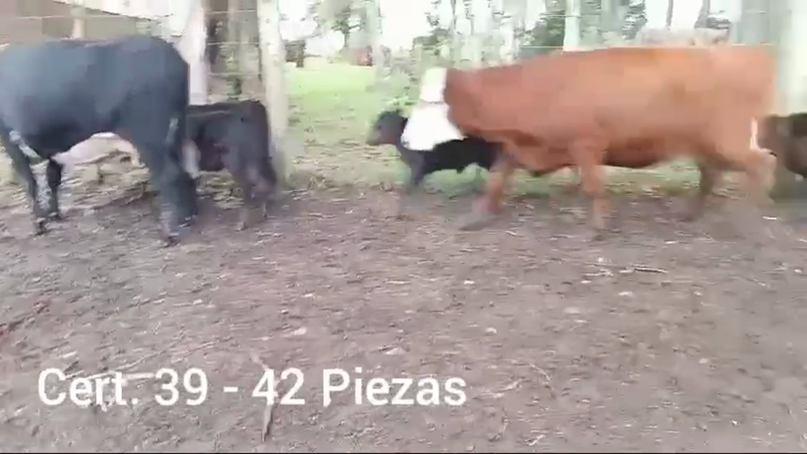 Lote PIEZAS DE CRIA