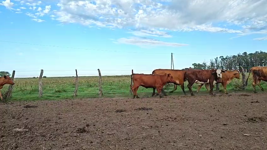 Lote 37 Vaquillonas C/ gtia de preñez