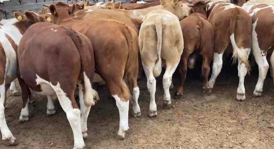 Lote 50 Novillo Engorda en  Litueche, VI  Región O'Higgins