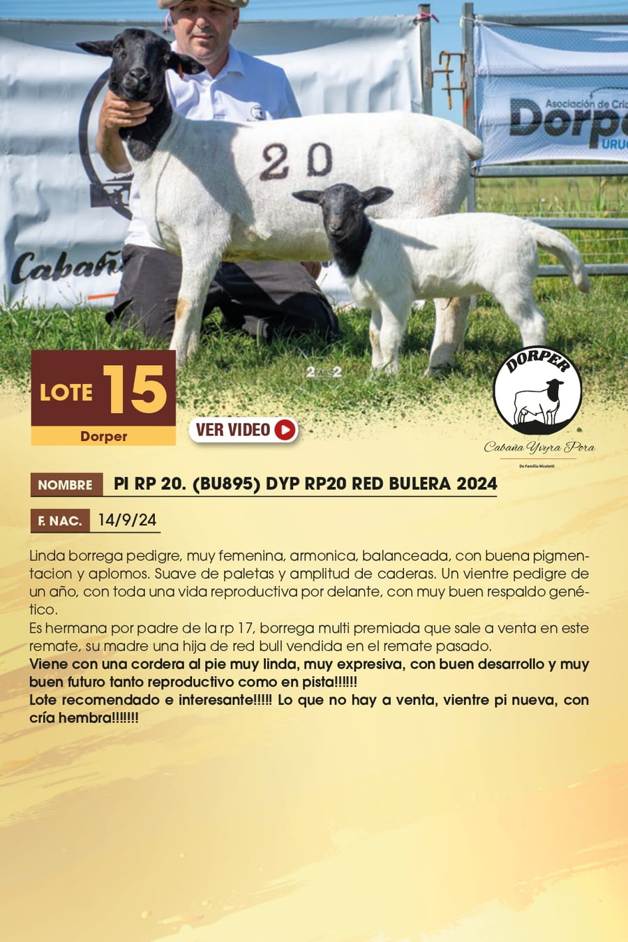 Lote 15 - Dorper