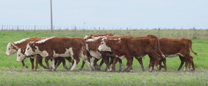 Lote FUTURAS MADRES(CORRAL 29)