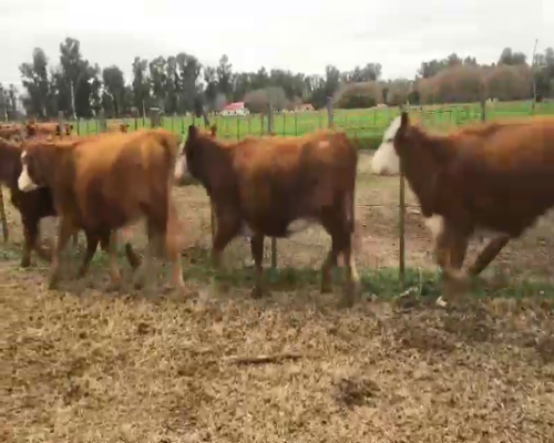 Lote 17 Terneras en Navarro, Buenos Aires