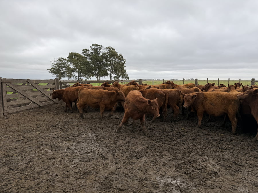 Lote 60 Terneros en Coronel Dorrego
