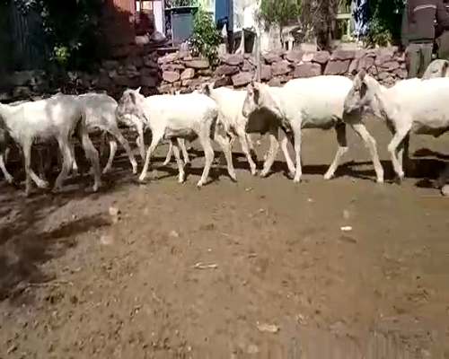 Lote 300 Borregos en Artigas