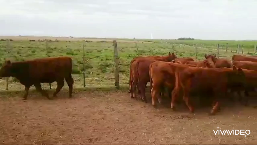Lote 60 Terneras en Lincoln, Buenos Aires