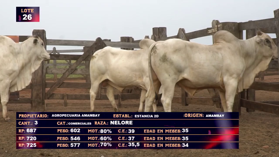 Lote AGROPECUARIA AMAMBAY LOTE 26