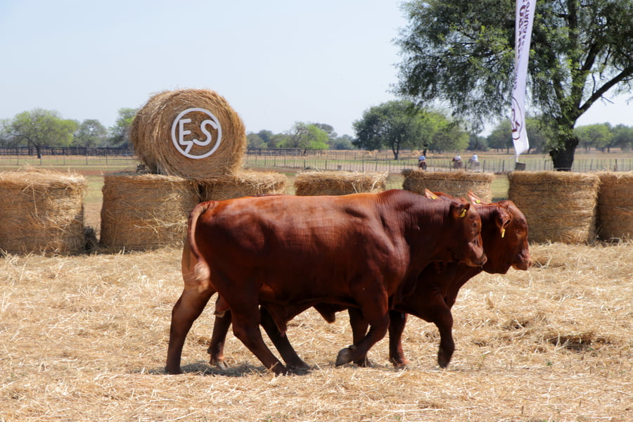 Lote TOROS