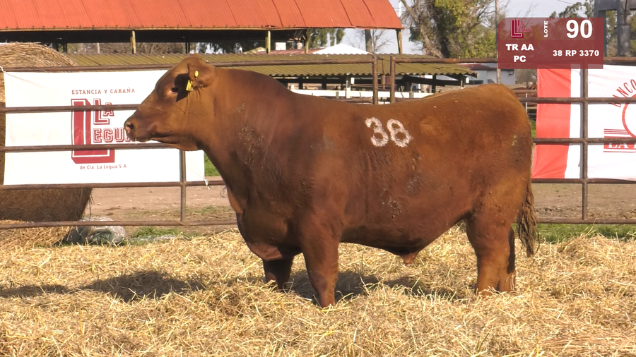 Lote TOROS ANGUS COLORADOS  PC