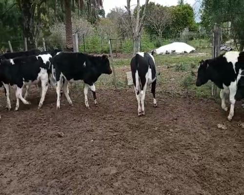 Lote 12 Terneros en Colonia