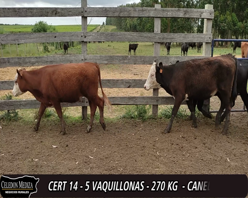 Lote (Vendido)5 Vaquillonas 1 a 2 años 3 AA X HE,  1 RA X HE,  1 RA X LI a remate en 12° Remate por Pantalla 270kg -  en - PARADOR TAJES