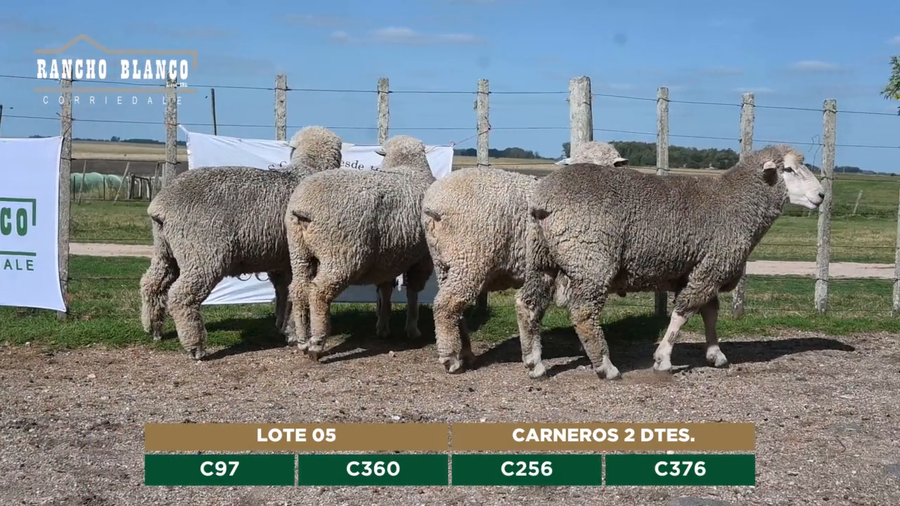 Lote CARNEROS 2 DTES.