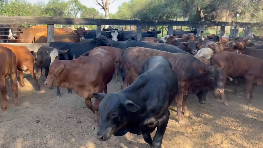 Lote 100 Terneros/as en Juan José Castelli, Chaco