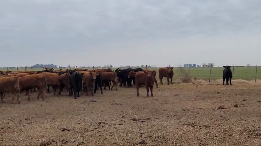 Lote 123 Terneras en TRES ALGARROBOZ, Buenos Aires