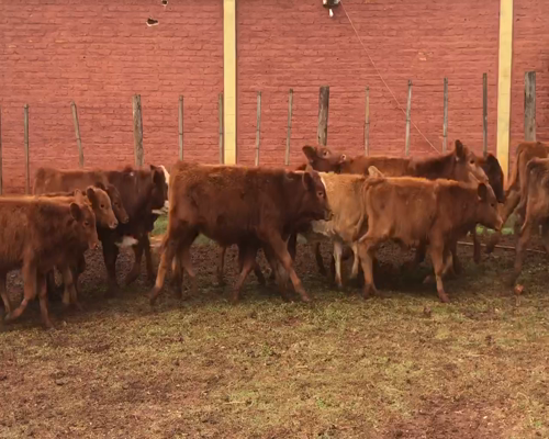 Lote 45 Terneros/as en Virasoro, Corrientes