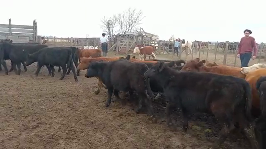 Lote 130 Terneras en 9 de Julio, Buenos Aires