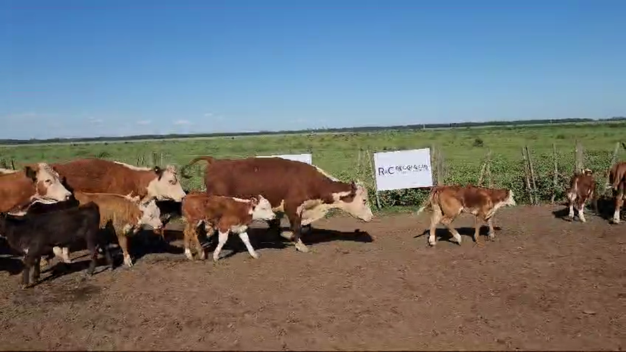 Lote 60 Vacas Medio Uso c/Cria