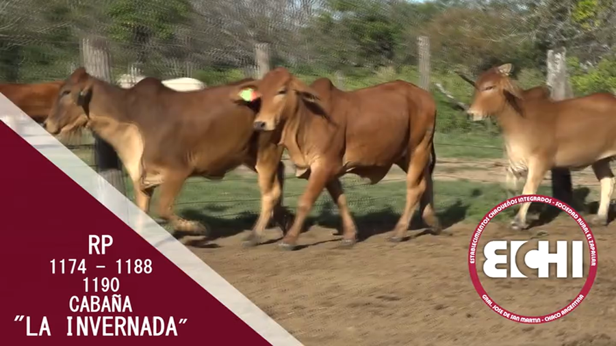 Lote VAQUILLAS P/SERV RED BRAHMAN CABAÑA LA INVERNADA