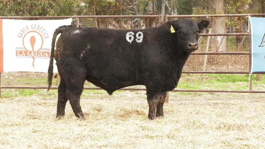 Lote TOROS ANGUS NEGROS  PC