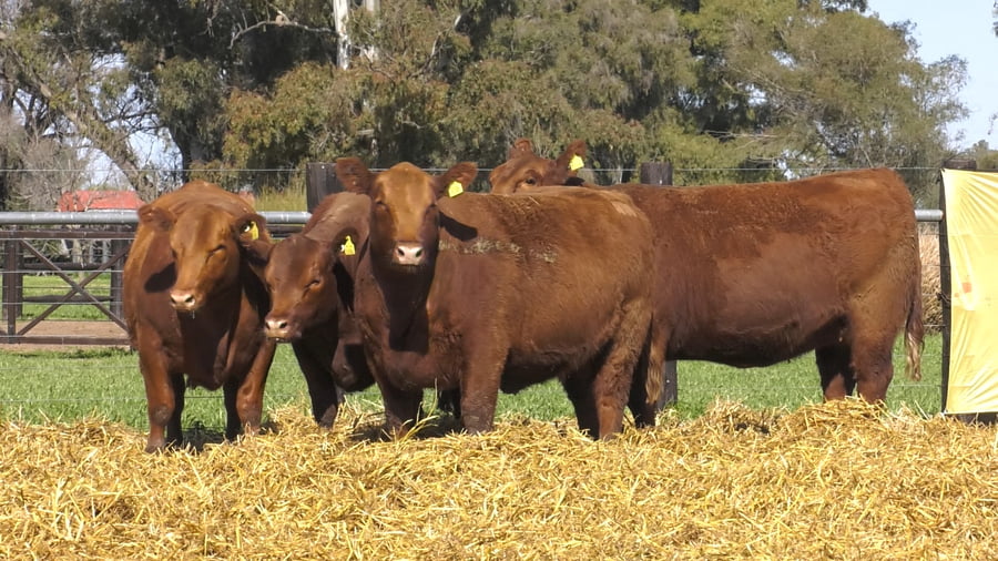 Lote VAQUILLONA A. ANGUS MAS PREÑADAS PARICION OTOÑO
