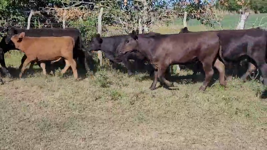 Lote 53 Terneros/as en Colón, Entre Ríos