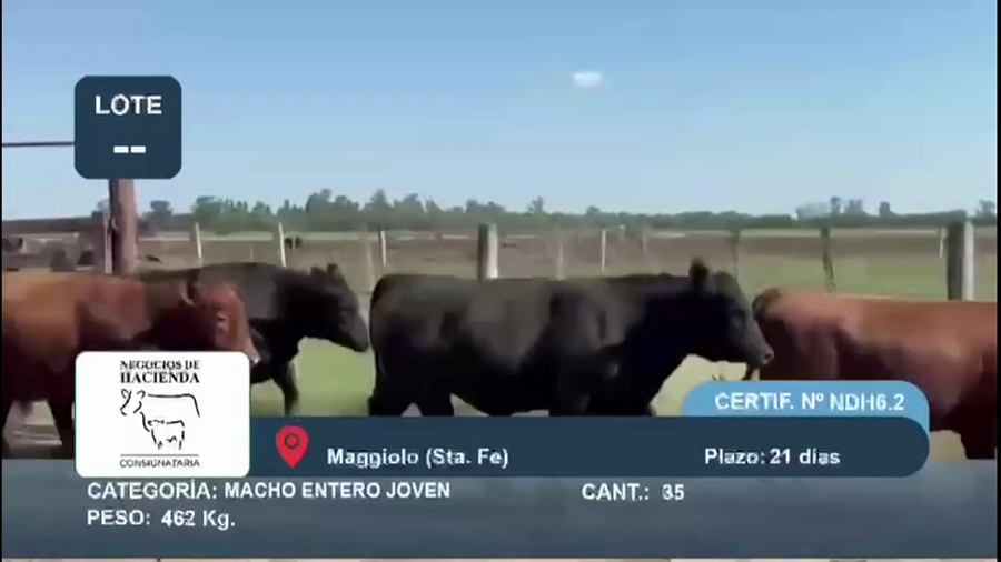 Lote 35 Macho Entero Joven en Santa Fe, Maggiolo