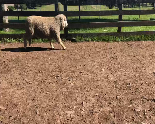 Lote 1 Borregos Planteleros en Cerro Largo, Cerro Largo