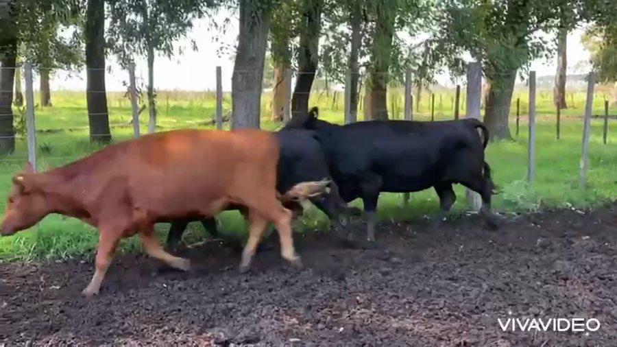 Lote 18 Vacas nuevas