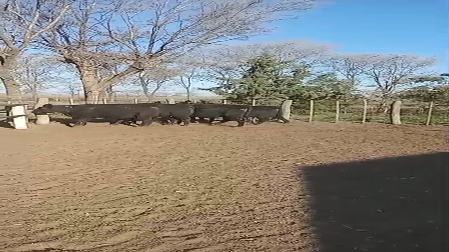 Lote VAQUILLONAS PC Parición primavera