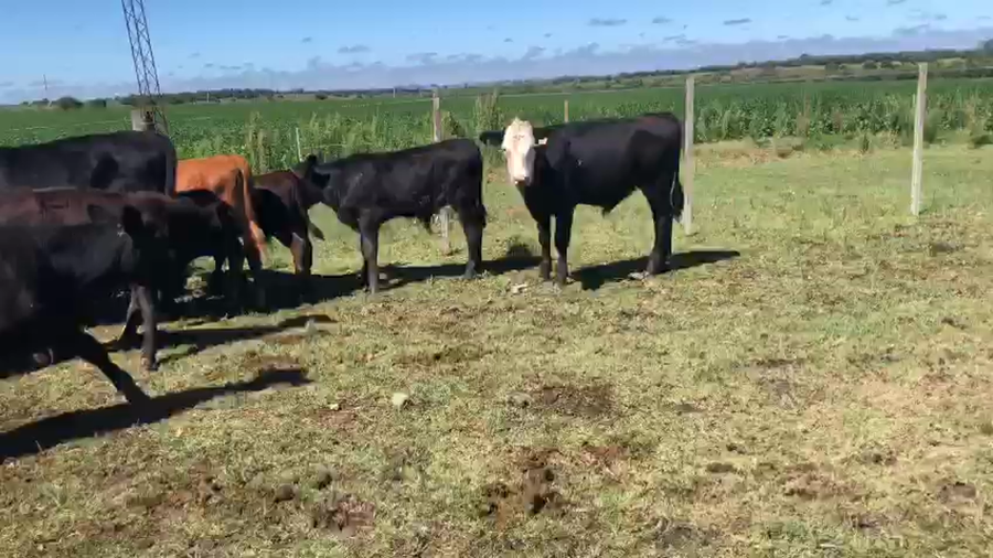 Lote 20 Terneros AA y Cruzas He a remate en Pantalla Camy en Pavon